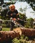 Fielding Tree Care Warns Colorado Homeowners as Peak IPS Beetle Activity Threatens Pine Trees