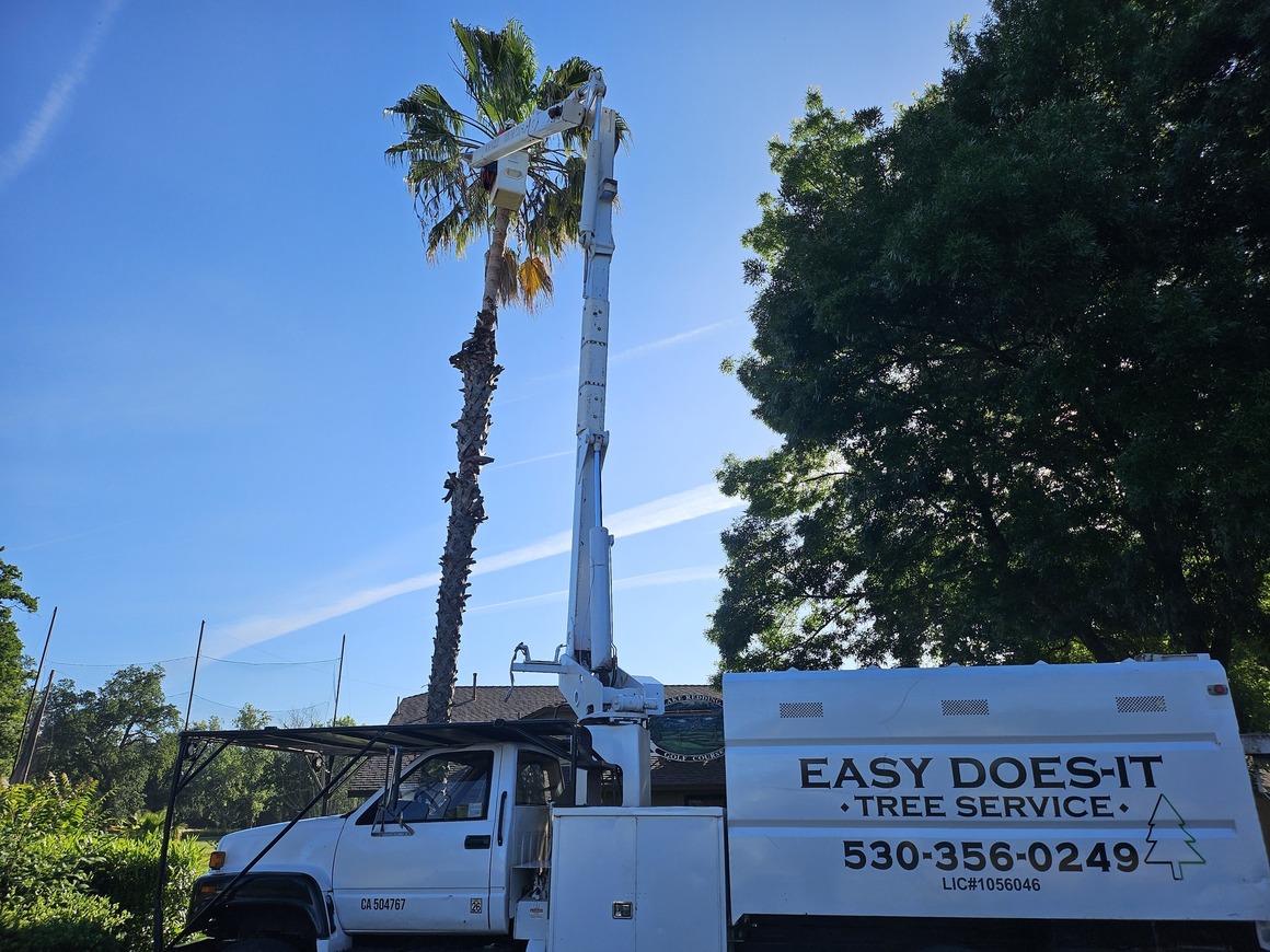 Easy Does It Tree Service Highlights Critical Arborist Services for Peak Summer Season in Redding, CA
