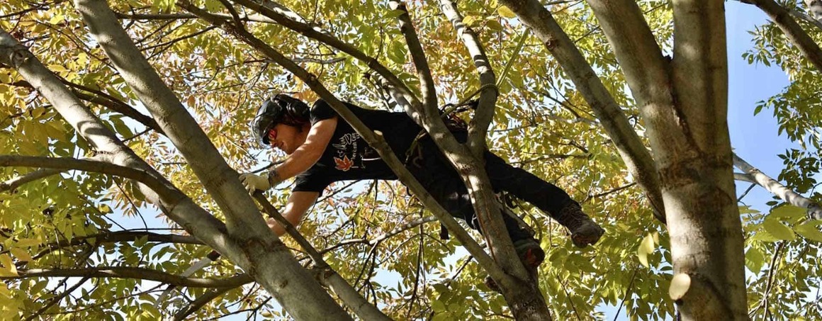 Fielding Tree Care Shows How South Denver’s Tree Canopy Helps Reduce Home Cooling Costs