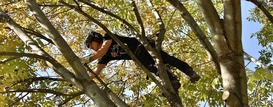 Fielding Tree Care Shows How South Denver’s Tree Canopy Helps Reduce Home Cooling Costs