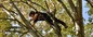 Fielding Tree Care Shows How South Denver’s Tree Canopy Helps Reduce Home Cooling Costs