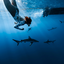 Deep Blue Eco Tours Turns Cage-Free Shark Diving Into a Living Classroom During Oʻahu’s Tiger Shark Season