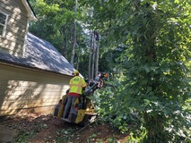 AKA Tree Service Urges Metro Atlanta Homeowners to Schedule Tree Inspections at the First Sign of Trouble