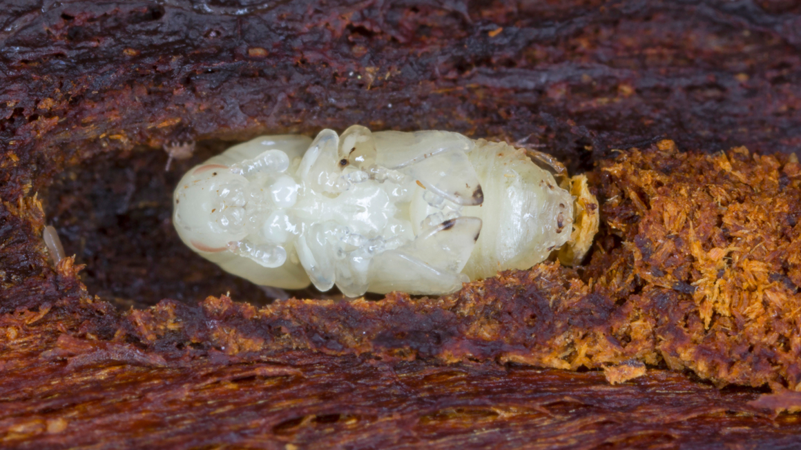 Anderson's Tree Care Warns San Jose Homeowners About Invasive Shothole Borer Threat