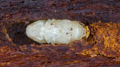 Anderson's Tree Care Warns San Jose Homeowners About Invasive Shothole Borer Threat
