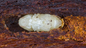 Anderson's Tree Care Warns San Jose Homeowners About Invasive Shothole Borer Threat
