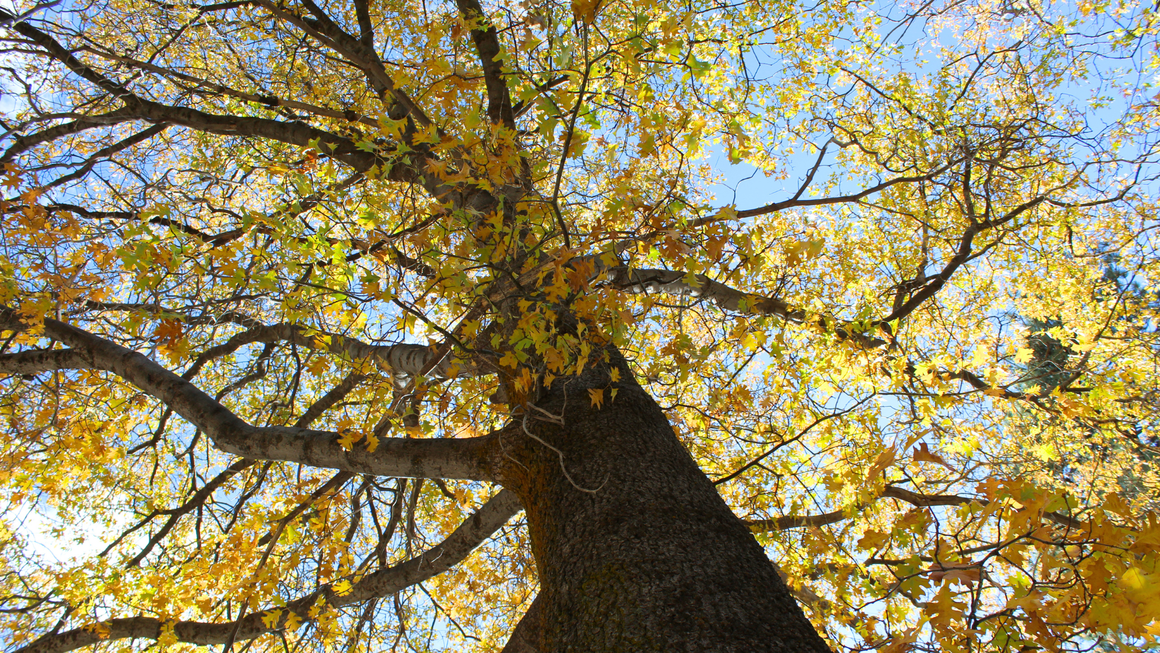 Sudden Oak Death Still Spreading in Marin — Treemasters Shares the Early Warning Sign Every Property Owner Should Know 