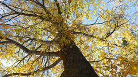 Sudden Oak Death Still Spreading in Marin — Treemasters Shares the Early Warning Sign Every Property Owner Should Know