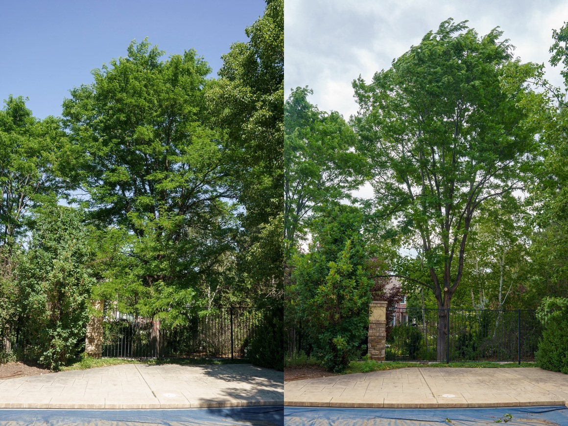 Fielding Tree Care Delivers Professional Tree Service Denver Throughout South Denver Since 2005