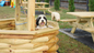 Bestland Dog Boarding and Pet Resort Opens Dog Boarding Facility Near Cartersville, Georgia