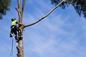 Kalgoorlie Tree Services Expands Professional Tree Removal and Tree Service Capabilities Across the Goldfields