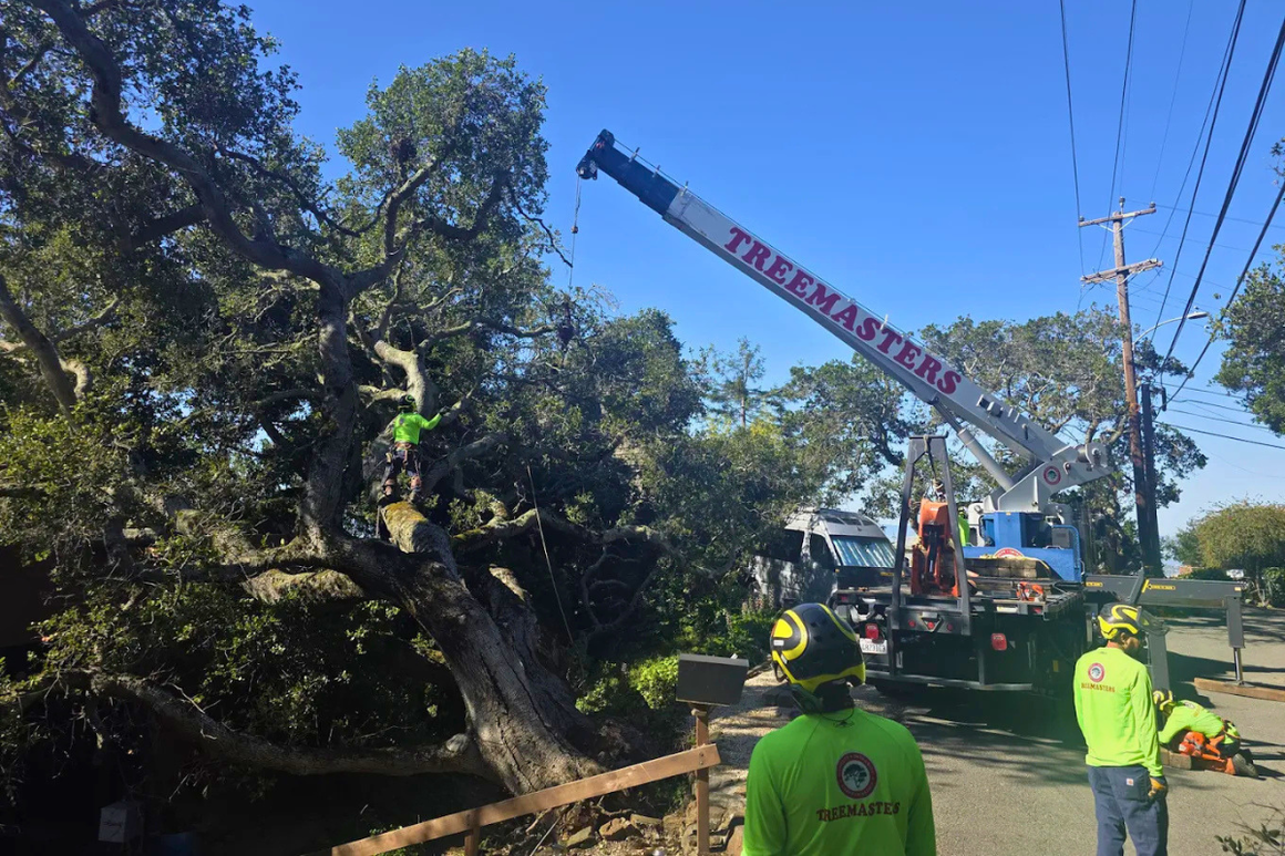 Treemasters Expands Tree Services in Mill Valley, CA as Marin Enters Peak Fall Fire-Weather Months