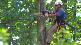 RTEC Treecare Expands Tree Care Services in Fairfax, VA as Northern Virginia Enters Fall Under Drought Warning