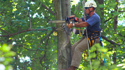 RTEC Treecare Expands Tree Care Services in Fairfax, VA as Northern Virginia Enters Fall Under Drought Warning