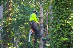 AKA Tree Service Expands Tree Services in Alpharetta, GA as Drought-Stressed Pines Face Bark Beetle Threats