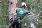Tree Tech Inc. Expands Tree Service in Newton, MA as Fall Hemlock Treatment Window Opens