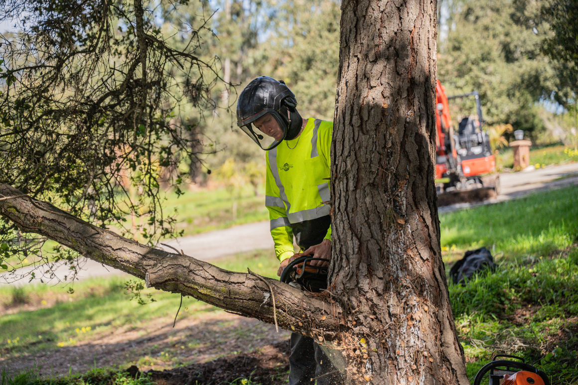Adney Tree Service Expands Tree Removal Services in Scotts Valley, CA as Bark Beetles Put Stressed Pines on the Clock