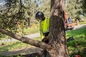 Adney Tree Service Expands Tree Removal Services in Scotts Valley, CA as Bark Beetles Put Stressed Pines on the Clock