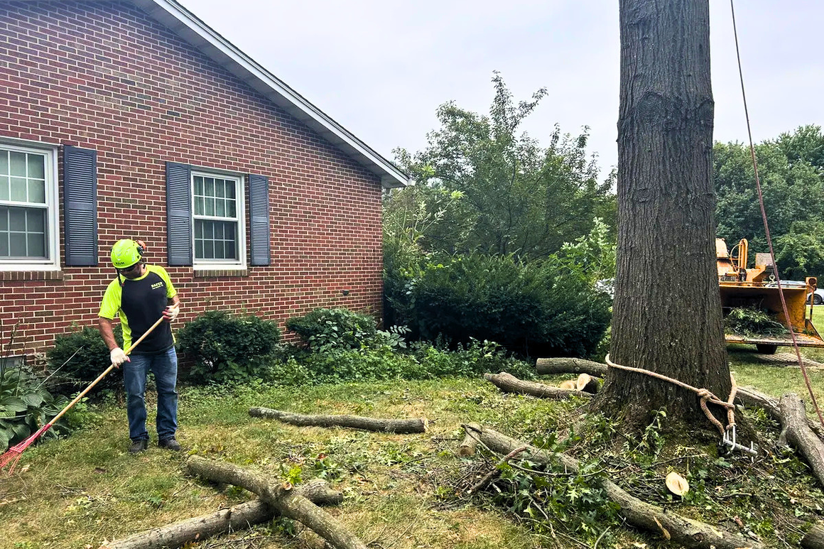 Baker Tree Services Expands Tree Service in Frederick, MD as Lanternfly Egg-Laying Season Opens