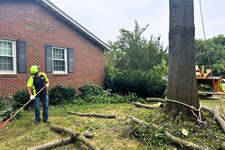 Baker Tree Services Expands Tree Service in Frederick, MD as Lanternfly Egg-Laying Season Opens