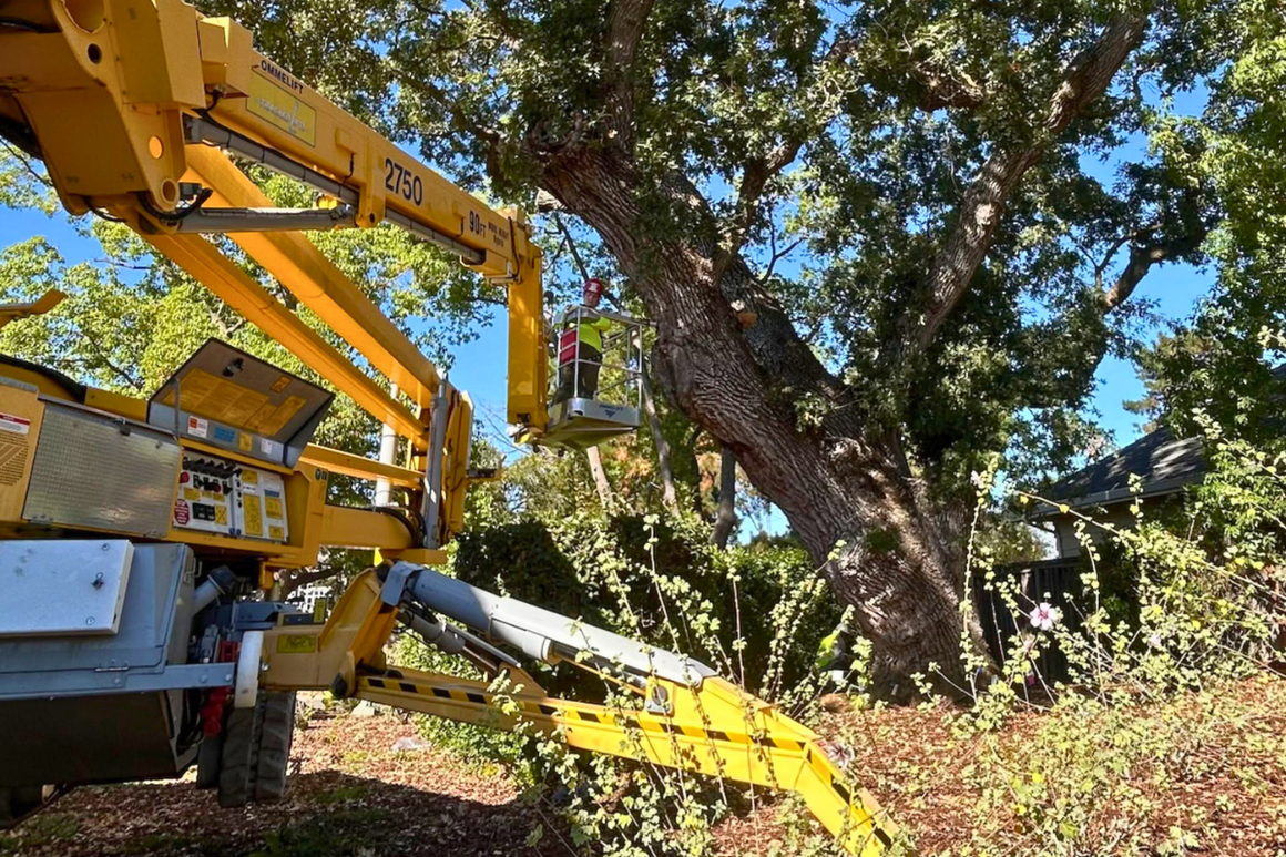 Anderson's Tree Care Specialists Puts Saratoga and Los Gatos Oaks on Watch as Oak-Killing Beetle Moves North