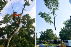 Treemendous Tree Care LLC Expands Tree Removal Services in Clinton Township, MI Ahead of Michigan Ice Season