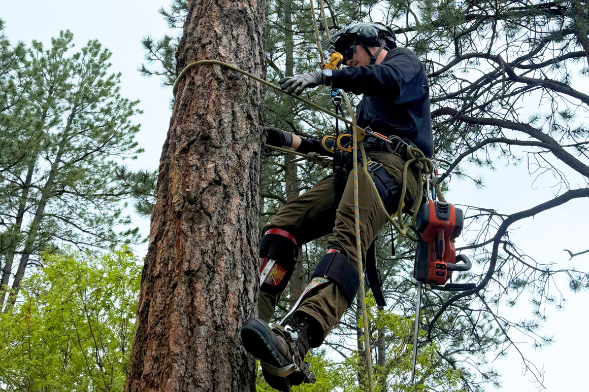 Knothead Tree and Lawn Care Expands Tree Services in Parker, CO as Emerald Ash Borer Reaches Douglas County