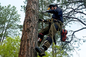 Knothead Tree and Lawn Care Expands Tree Services in Parker, CO as Emerald Ash Borer Reaches Douglas County