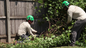 Longtree Tree Service Expands Tree Trimming and Pruning Services in Southfield, MI as Dormant Season Nears
